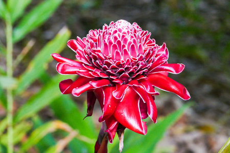 Beautiful red Chrysanthemum flower taken from the wild in Cubaのeditorial素材