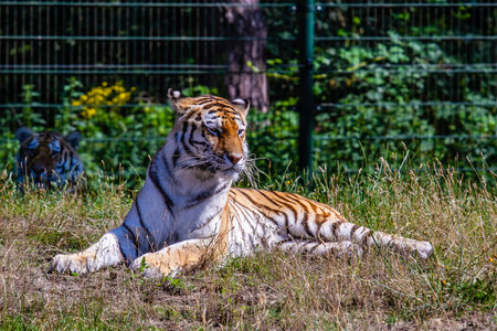 The Tiger is a species of carnivorous mammal from the feline family. Safaripark Beekse Bergen is the largest animal zoo in the Benelux and is home to around 1,250 animals of more than 150 species. It is located between the cities of Tilburg and Hilvarenbeのeditorial素材