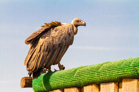 Safaripark Beekse Bergen is the largest animal zoo in the Benelux and is home to around 1,250...