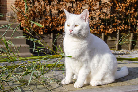 The domestic white cat with yellow eyes, a carnivorous mammal of the Felidae family, is one of the main petsの写真素材