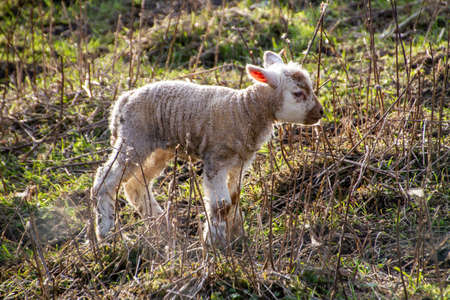 Belgium, lamb in a meadow. The lamb, formerly lamb, is the young male sheep less than a year old;...