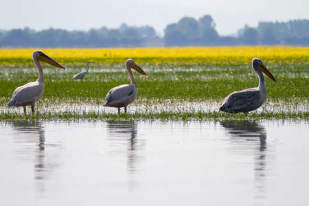 Kerkini, Greece, July 12, 2021. Pelican on Lake Kerkini. Lake Kerkini is an artificial reservoir in...