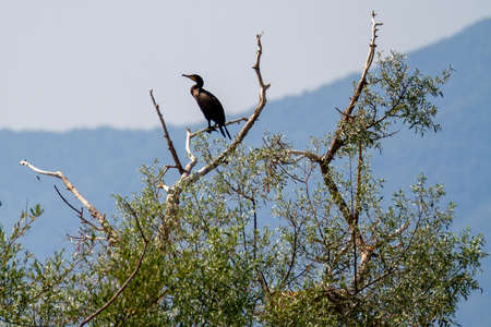 Kerkini, Greece, July 13, 2021. Greece, Lake Kerkini, Great Cormaoran on a tree. The Great Cormorant or Common Cormorant, is a species of piscivorous aquatic bird that belongs to the phalacrocoracidae family.の写真素材