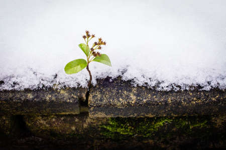 Lonely plantの写真素材