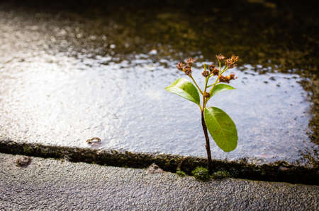 Lonely plant
