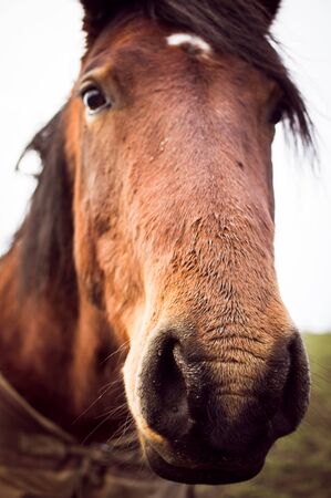A horse loooking at the camera in farmland in UKの写真素材