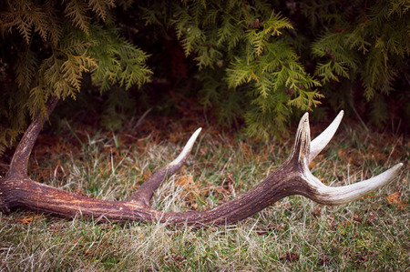 Deer stag antler on the ground in Lithuaniaの写真素材