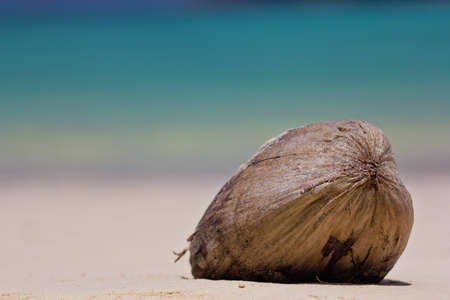 Falling coconut at Surin Island In Thailandの写真素材