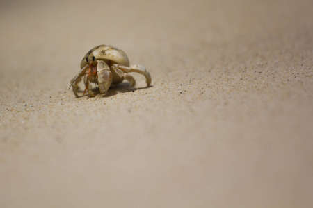 Hermit Crab at Surin Island in Thailandの写真素材