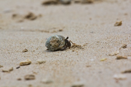 Hermit Crabの写真素材