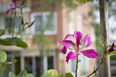 hibiscus flowerの写真素材
