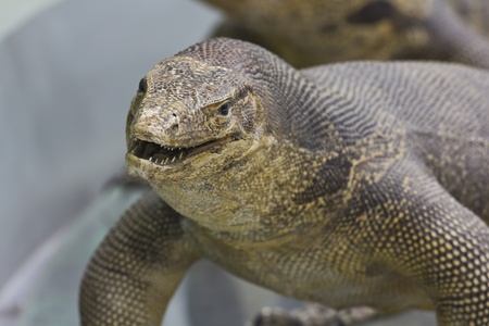 Water monitor lizard
