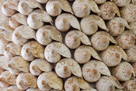 Sea shell