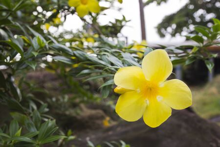 Yellow allamanda flowerの写真素材