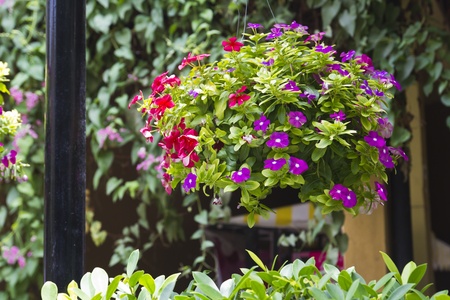 Colorful flower in floating vaseの写真素材