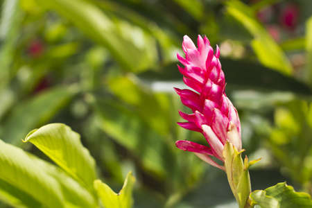 Red siam tulip in the parkの写真素材
