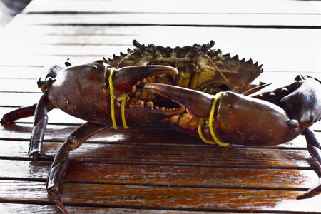 Serrated mud crab in Kood islandの写真素材
