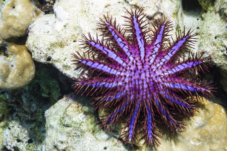 Crown of thorns starfish at Surin national parkの写真素材