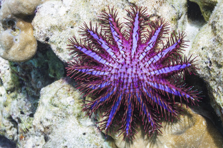 Crown of thorns starfish at Surin national parkの写真素材