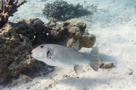 Starry pufferfish at Surin national parkの写真素材