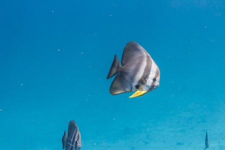 Teira batfish at Surin national parkの写真素材