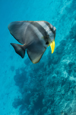 Teira batfish at Surin national park