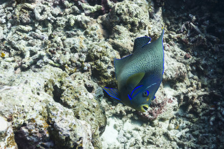 Semicircle angelfish at Surin national park