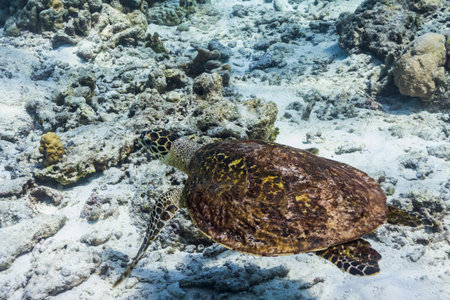 Hawksbill sea turtle at Similan national parkの写真素材
