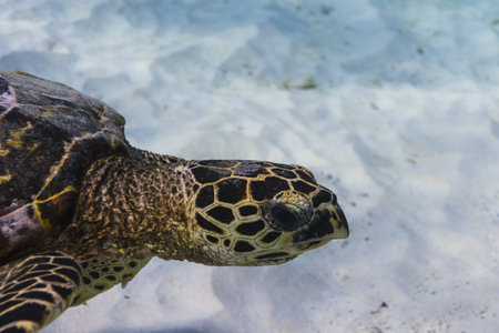 Hawksbill sea turtle at Similan national parkの写真素材
