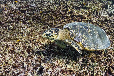 Hawksbill sea turtle at Similan national parkの写真素材