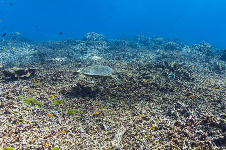 Hawksbill sea turtle at Similan national parkの写真素材