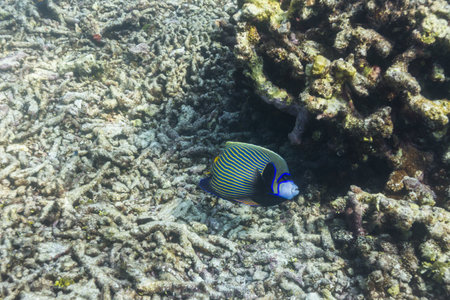 Emperor angelfish at Similan islandの写真素材