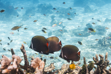 Collared butterflyfish at Similan national park in Thailand