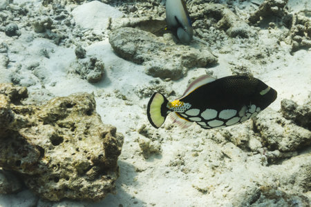 clown triggerfish at Similan national park in Thailandの写真素材