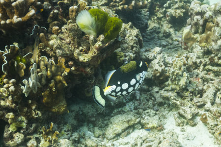 clown triggerfish at Similan national park in Thailand