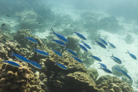 Blue and gold fusilier  at Similan national parkの写真素材