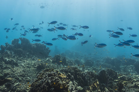 Blue and gold fusilier  at Similan national parkの写真素材