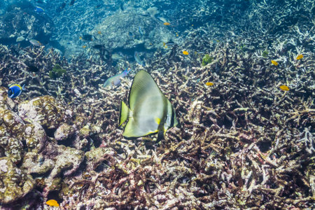 Teira batfish at Surin islandの写真素材