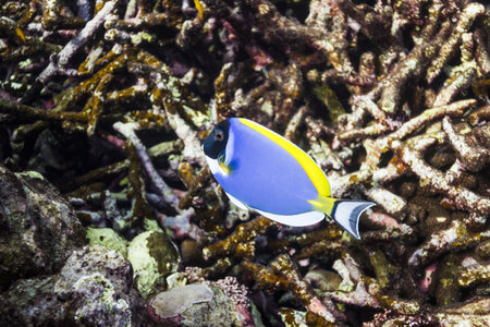 Powder blue tang at Surin islandの写真素材