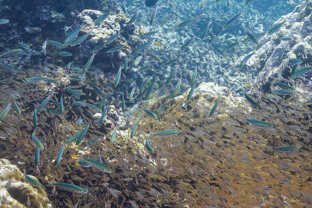 School of cardinalfish at Surin islandの写真素材