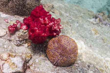 Soft coral at Lipe island in Thailandの写真素材