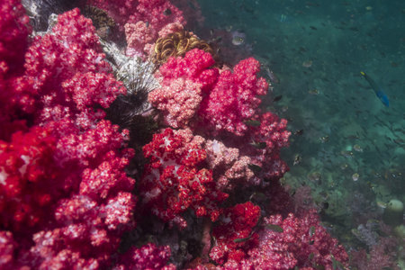 Soft coral at Lipe island in Thailandの写真素材