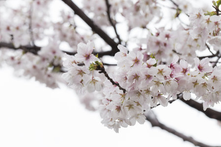 Japanese cherry blossom after rainingの写真素材