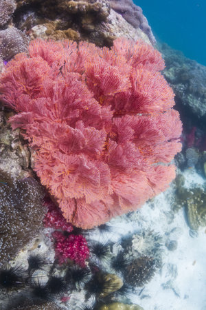 Colorful seafan at Lipe island in Thailandの写真素材