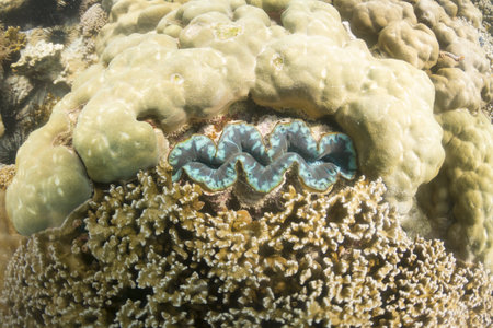 Giant clam at Lipe island in Thailandの写真素材