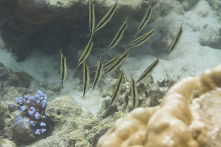 Razorfish at Surin national park in Thailand