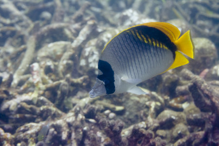 Lined butterflyfish at Surin island in Thailandの写真素材