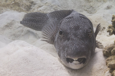 Star pufferfish at Surin island in Thailandの写真素材