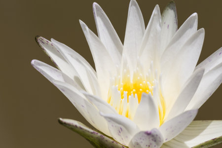 Blooming white lotus in the poolの写真素材