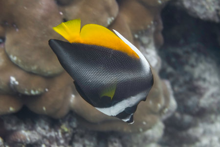 Singular bannerfish at Surin national park in Thailandの写真素材